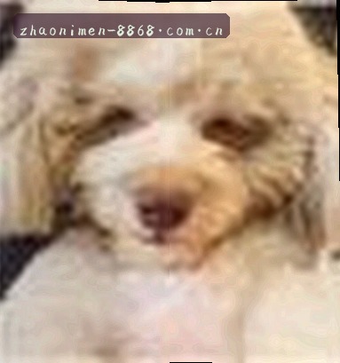 小杨